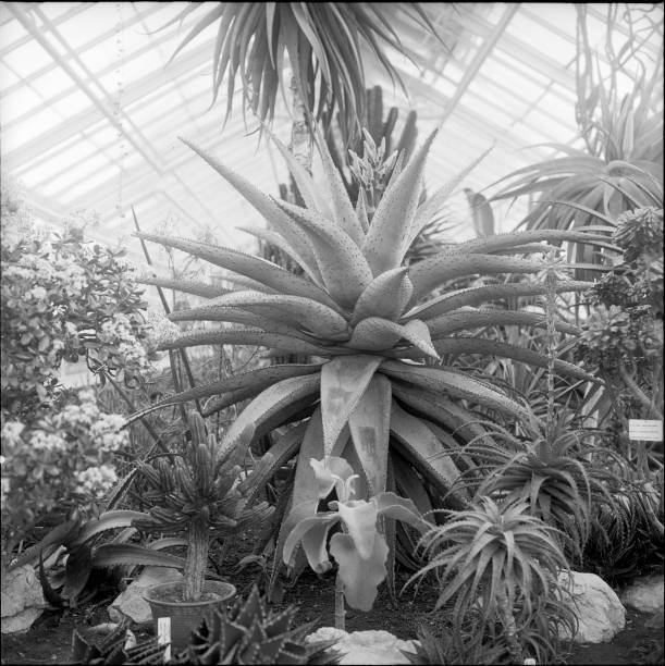 Flowering Aloe ferox municipal succulent greenhouse Mythenquai- 1955 Old Photo 1