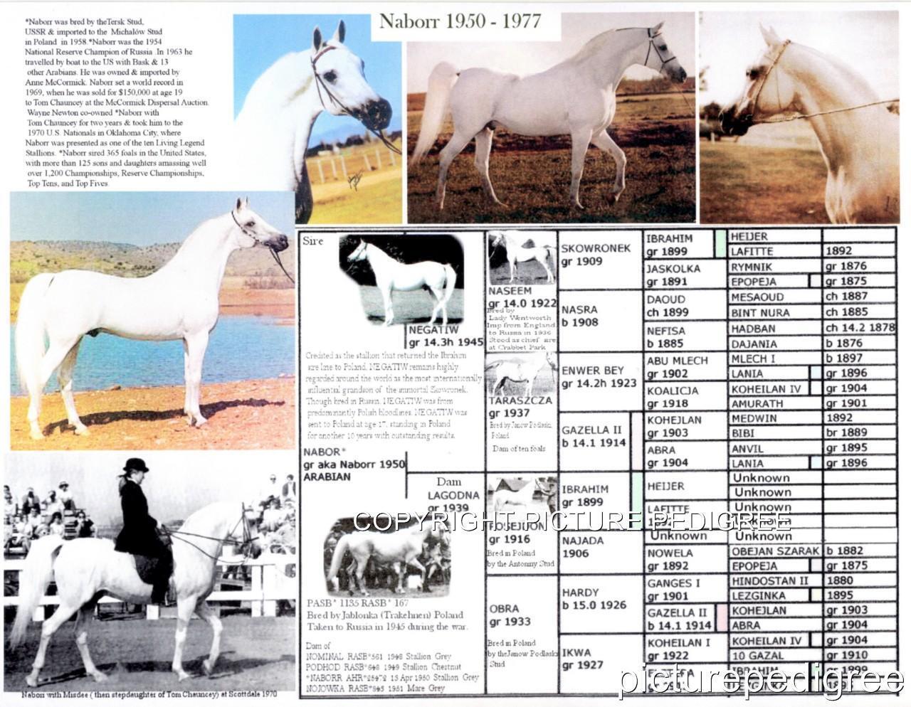 Grey Polish Arabian Horse NABORR Picture Pedigree chart 11 X 8.5
