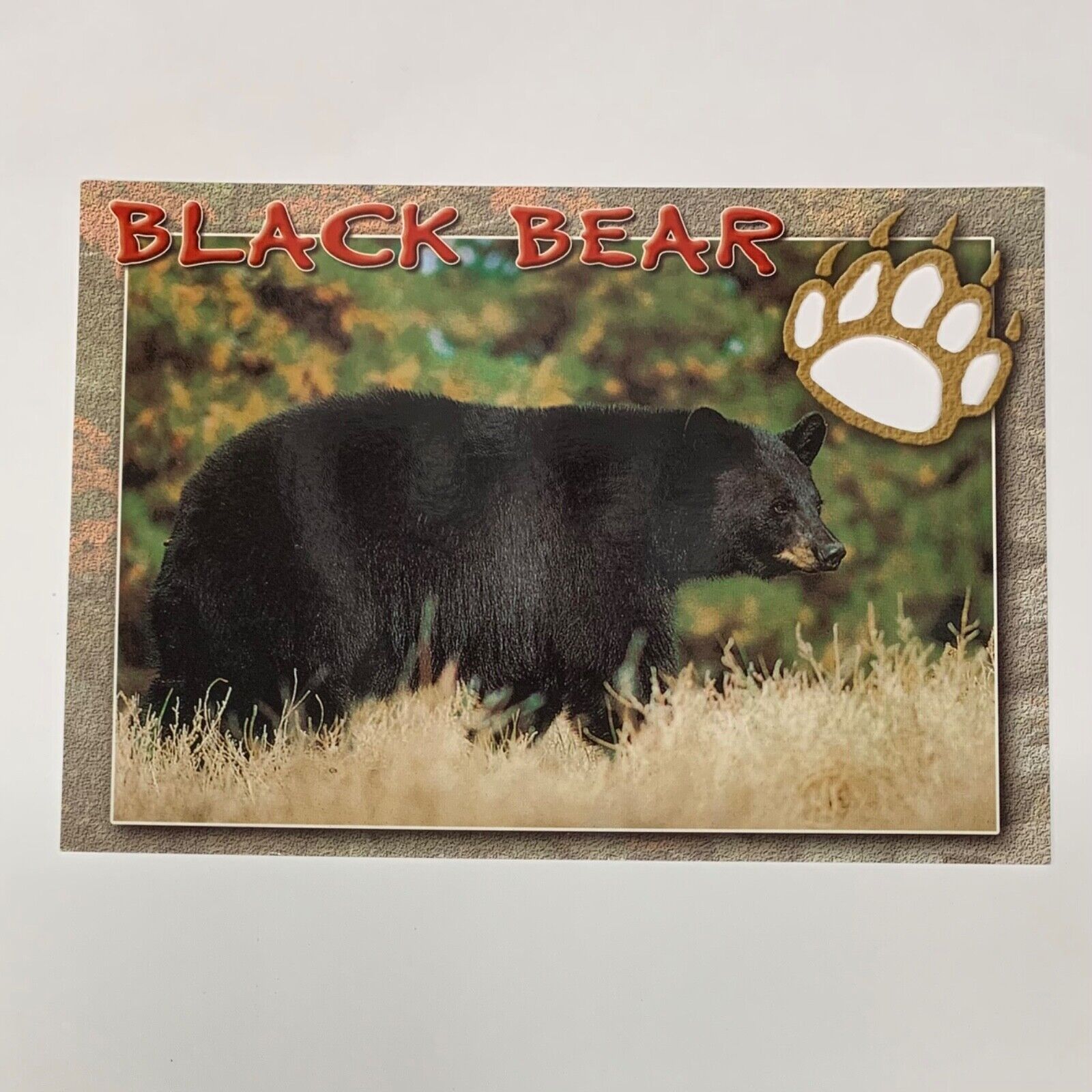 Maine Black Bear Paw Print Cutout Wilderness Scene Post Card
