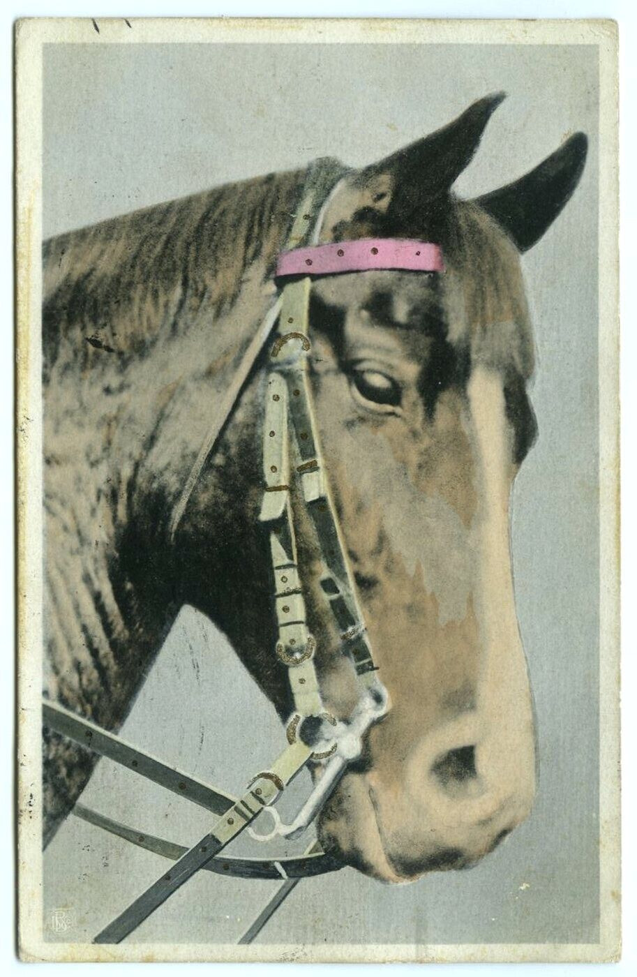 Horse Head Portrait Vintage Art Postcard