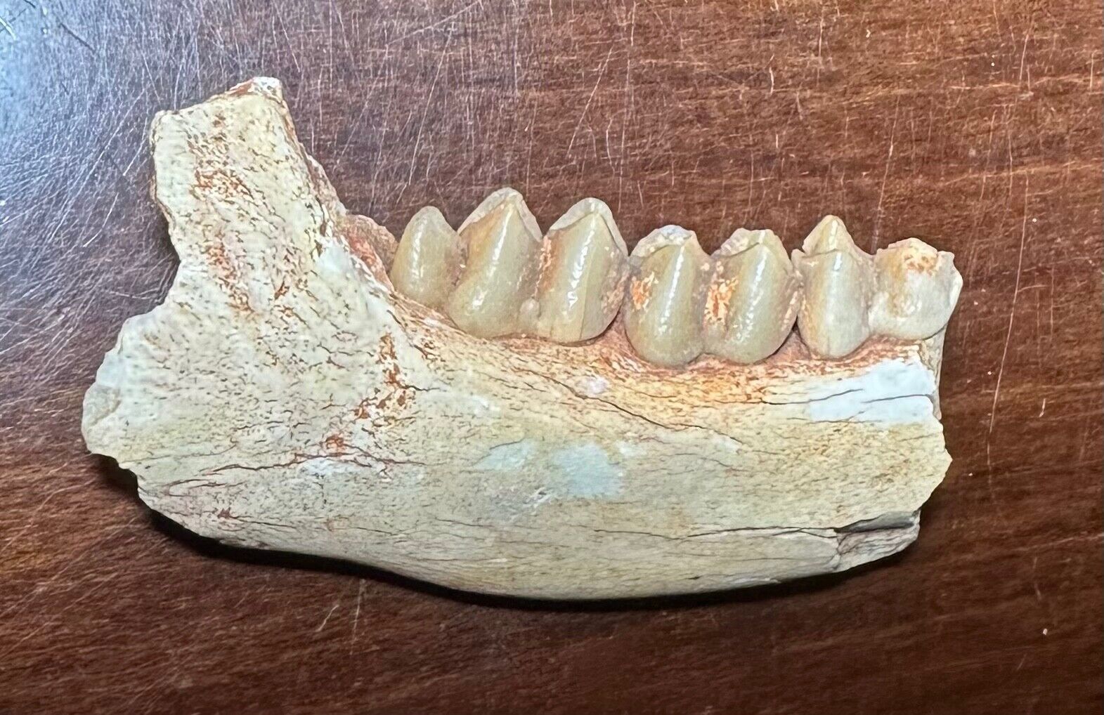 ULTRA RARE fossil PRODREMOTHERIUM early mammal jaw teeth Chattian Oligocene