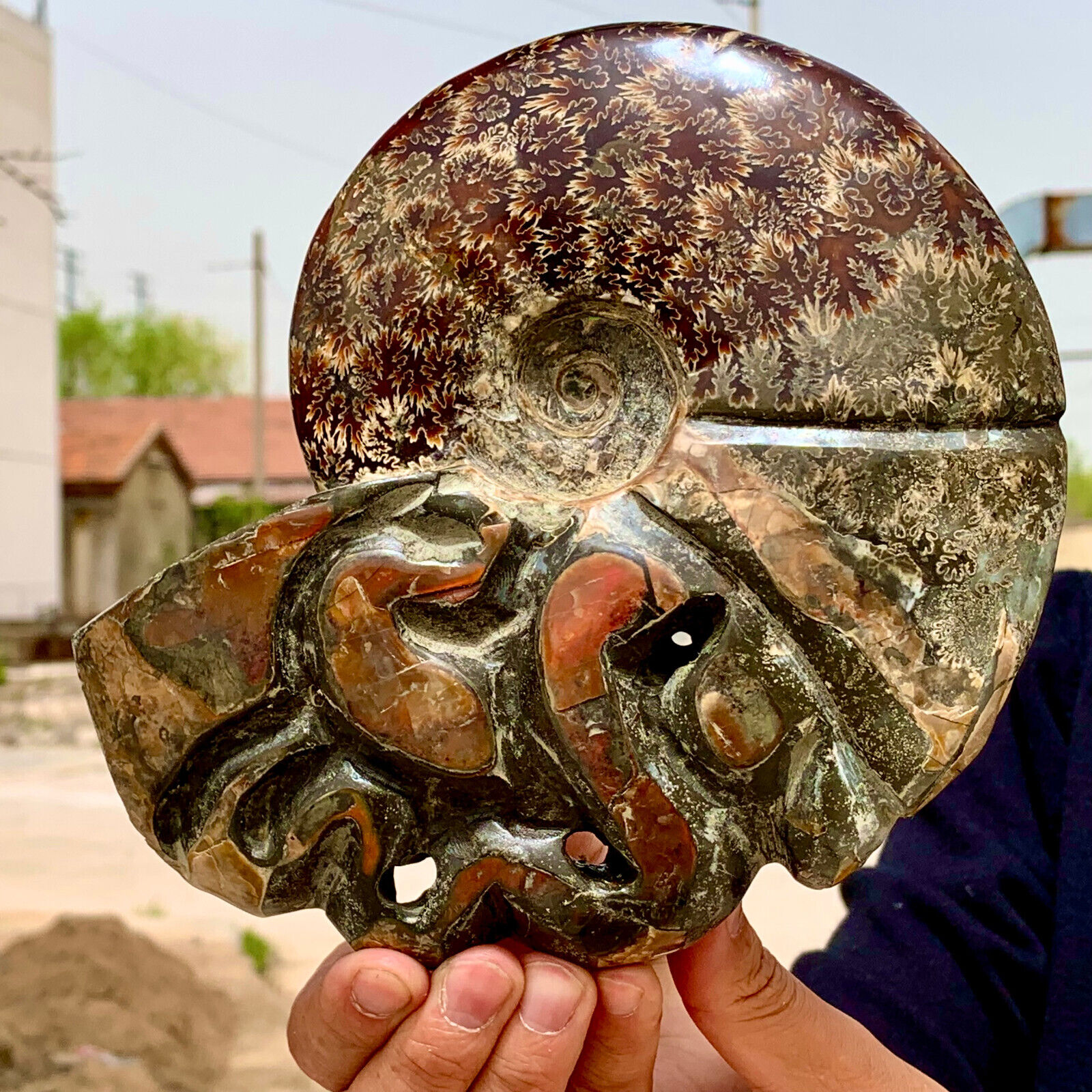 3.52LB Rare Natural Tentacle Ammonite FossilSpecimen Shell Healing Madagascar