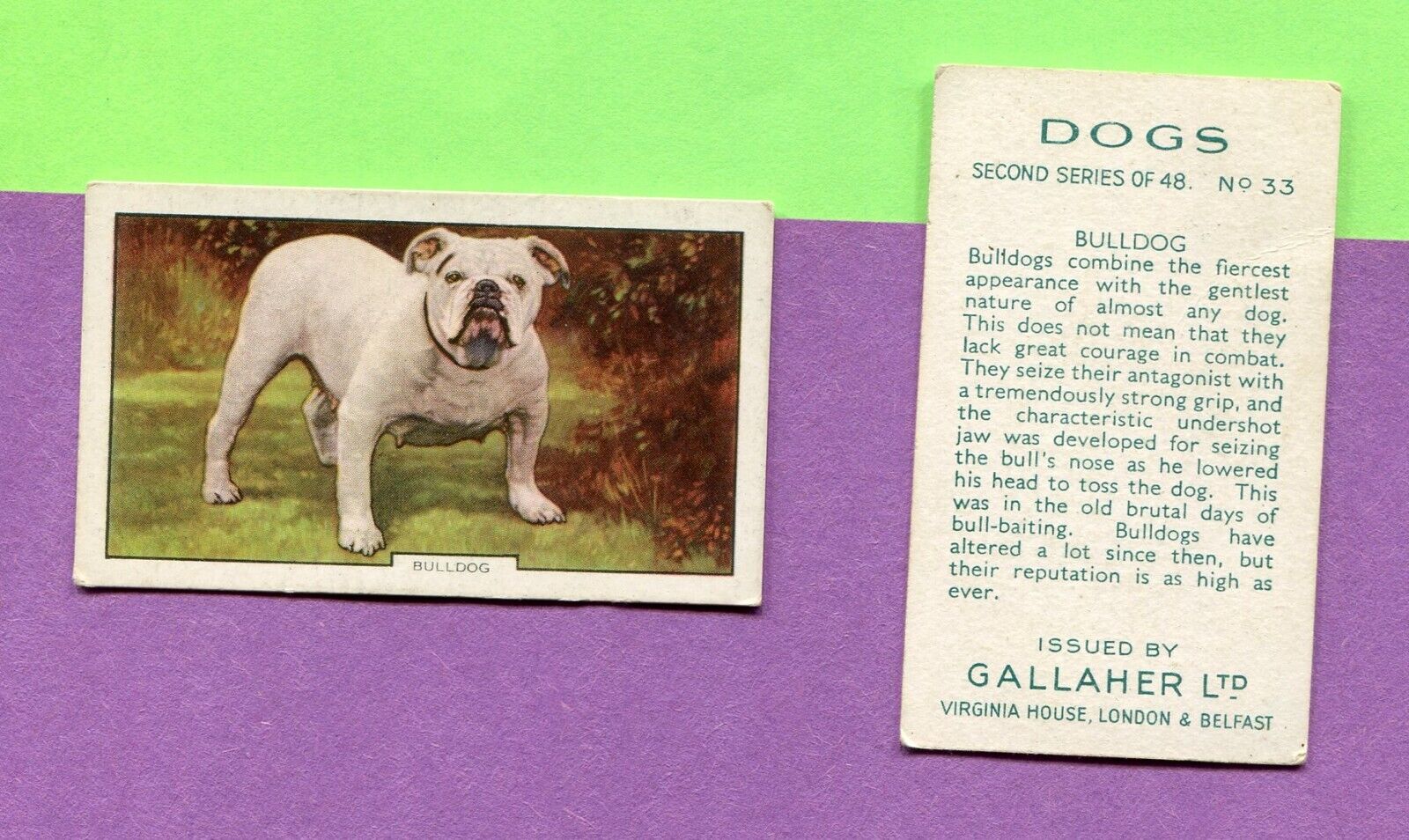 1938 GALLAHER LTD CIGARETTES DOGS SERIES 2 #33 BULLDOG TOBACCO CARD