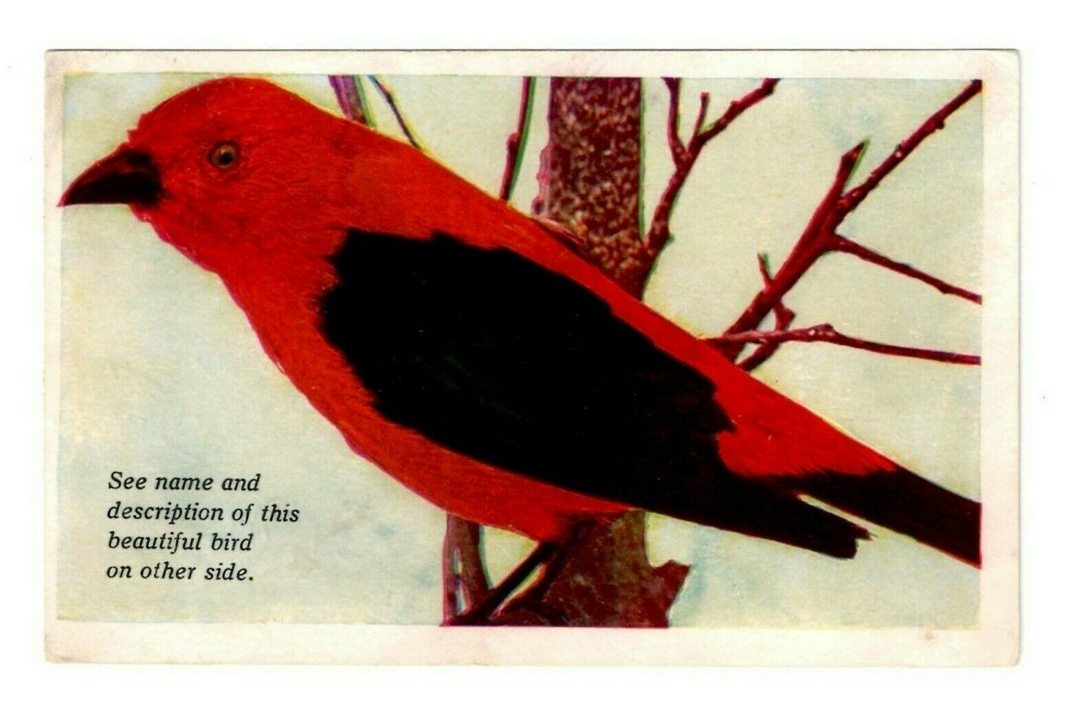 (Scarlet Tanager) 50 Magnificent Bird Pictures Circa 1928 / Addressed - UnPosted