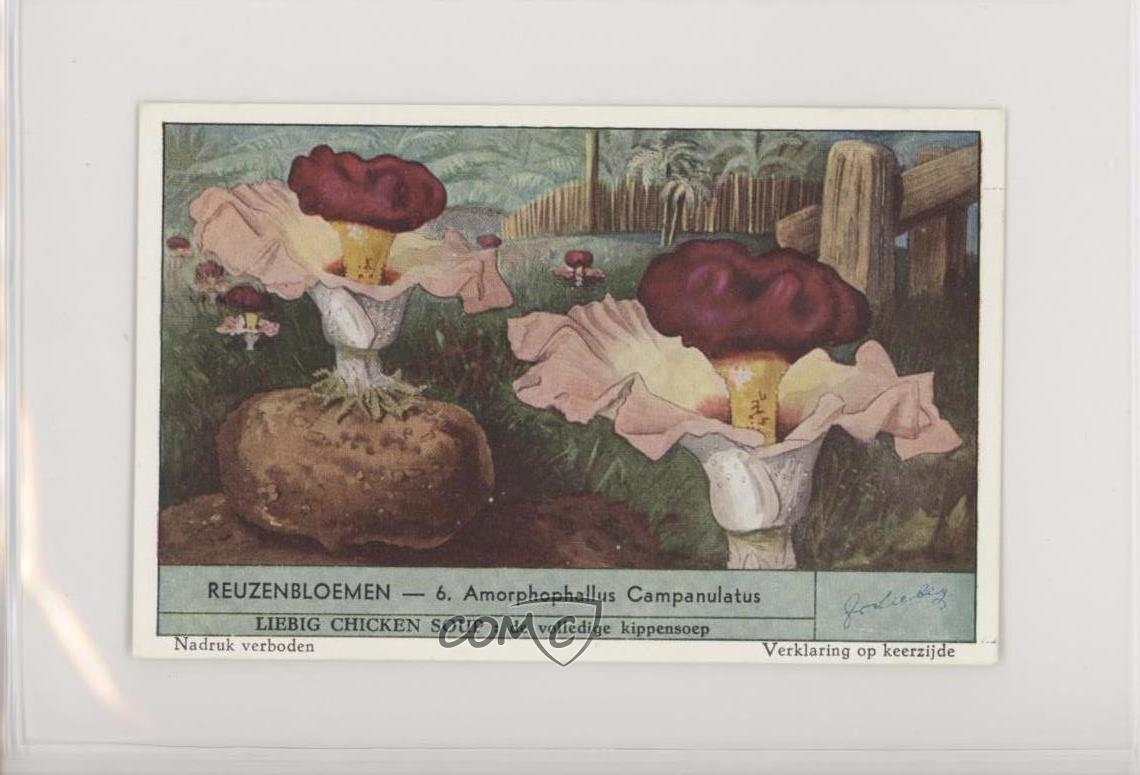 1950s Liebig Giant Flowers Dutch Amorphophallus Campanulatus #6 z6d