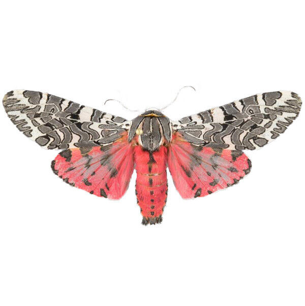 Arachnis picta pink moth Arizona USA UNMOUNTED/WINGS CLOSED