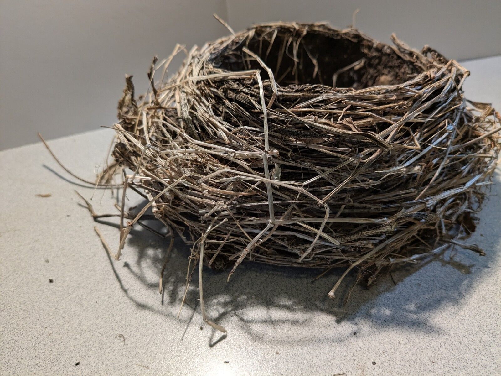 Real Bird Nest - Abandoned in Wisconsin - Nature Genuine Authentic 8\