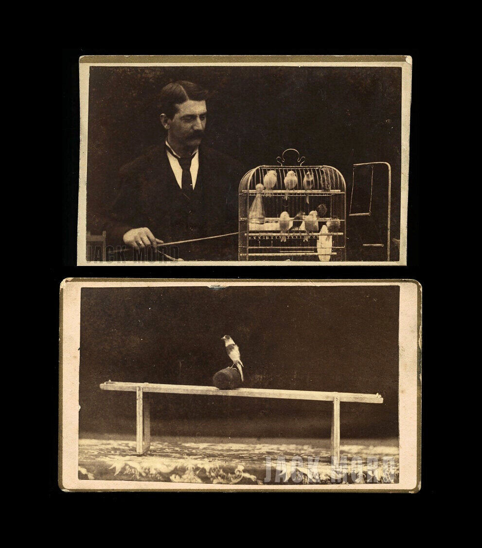 Rare Sideshow Circus CDV Photos - Trained Birds & Trainer by Eisenmann Lot 1800s