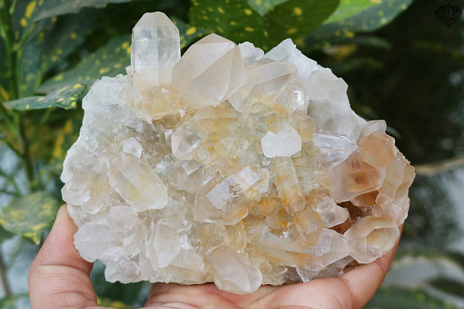 100% Natural AAA+++ White Mix Himalayan Quartz Crystal Healing 741 gm Specimen