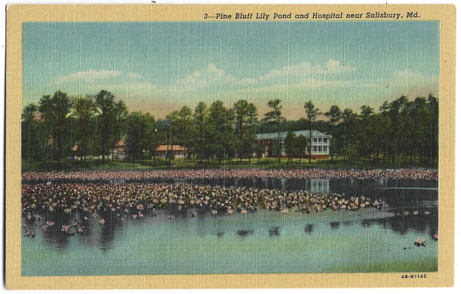 Postcard MD Pine Bluff Lily Pond And Hospital Salisbury Maryland Vintage