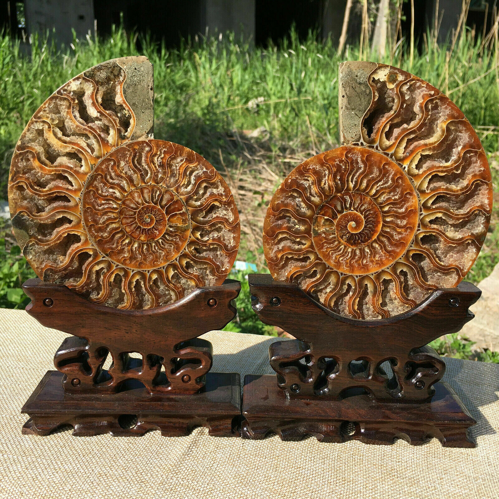 A Pair Natural ammonite fossil conch Crystal specimen healing Reiki+stand 2PCS