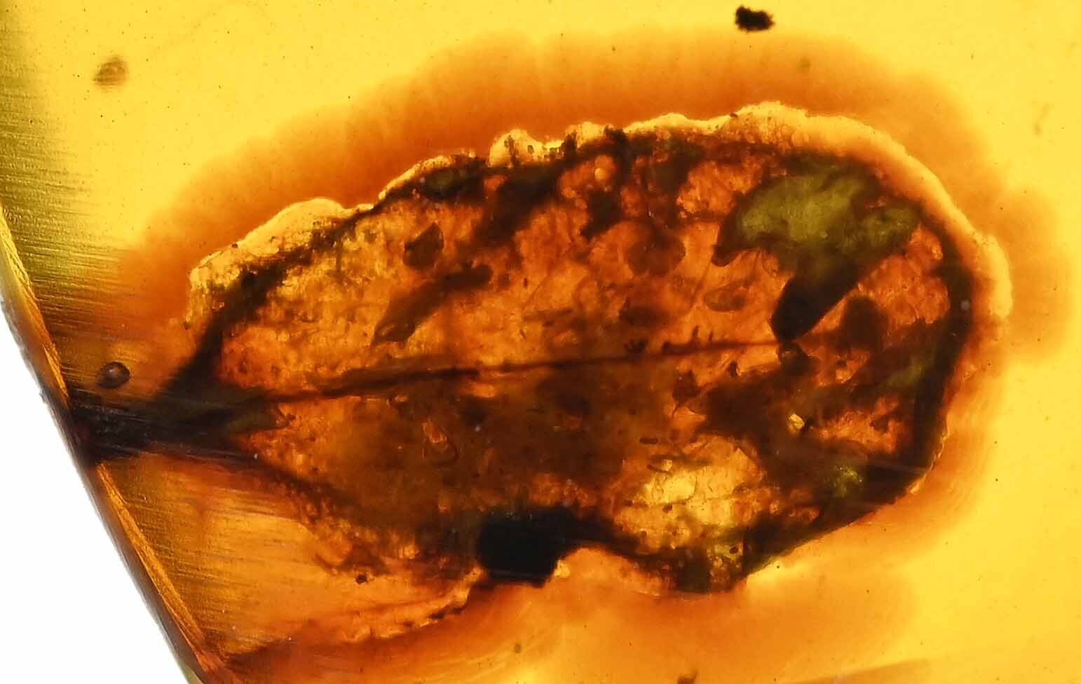 Nice Complete Leaf, Fossil inclusion in Burmese Amber