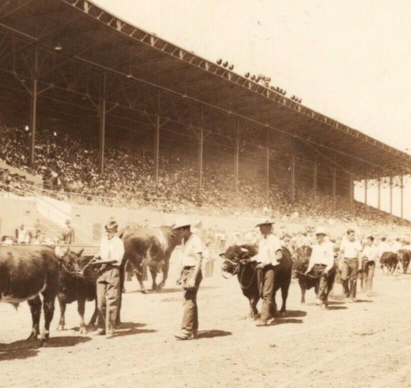 1920-40s Bull Steer Cow California State Fair RPPC Real Photo Vintage Postcard