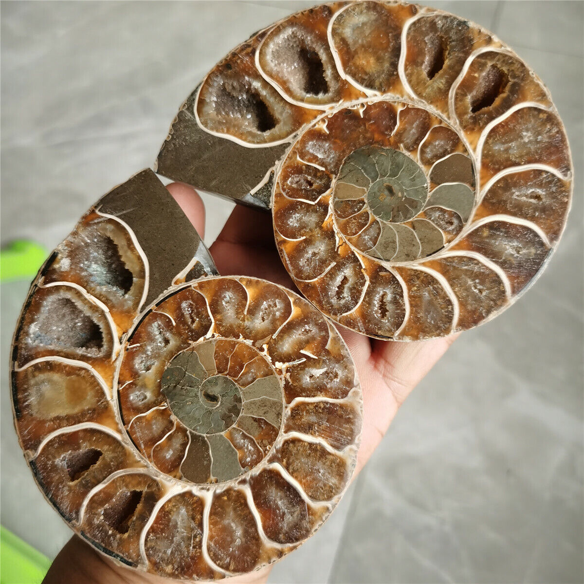 1.4 LB A pair of Natural Rainbow Ammonite Fossil slice healing Madagascar W5190