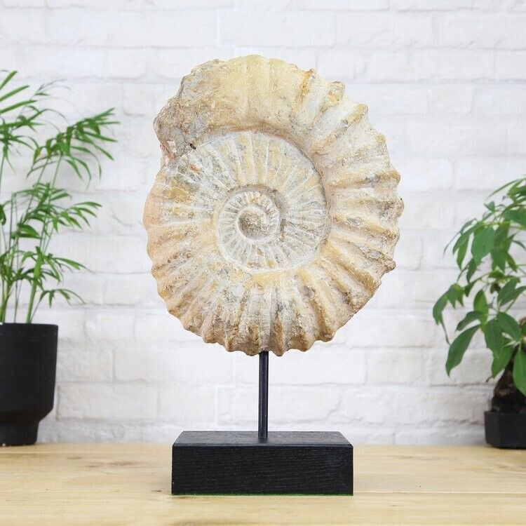 Giant XL Mantelliceras Ammonite Stand (180 million years old) Fossil Archaeology