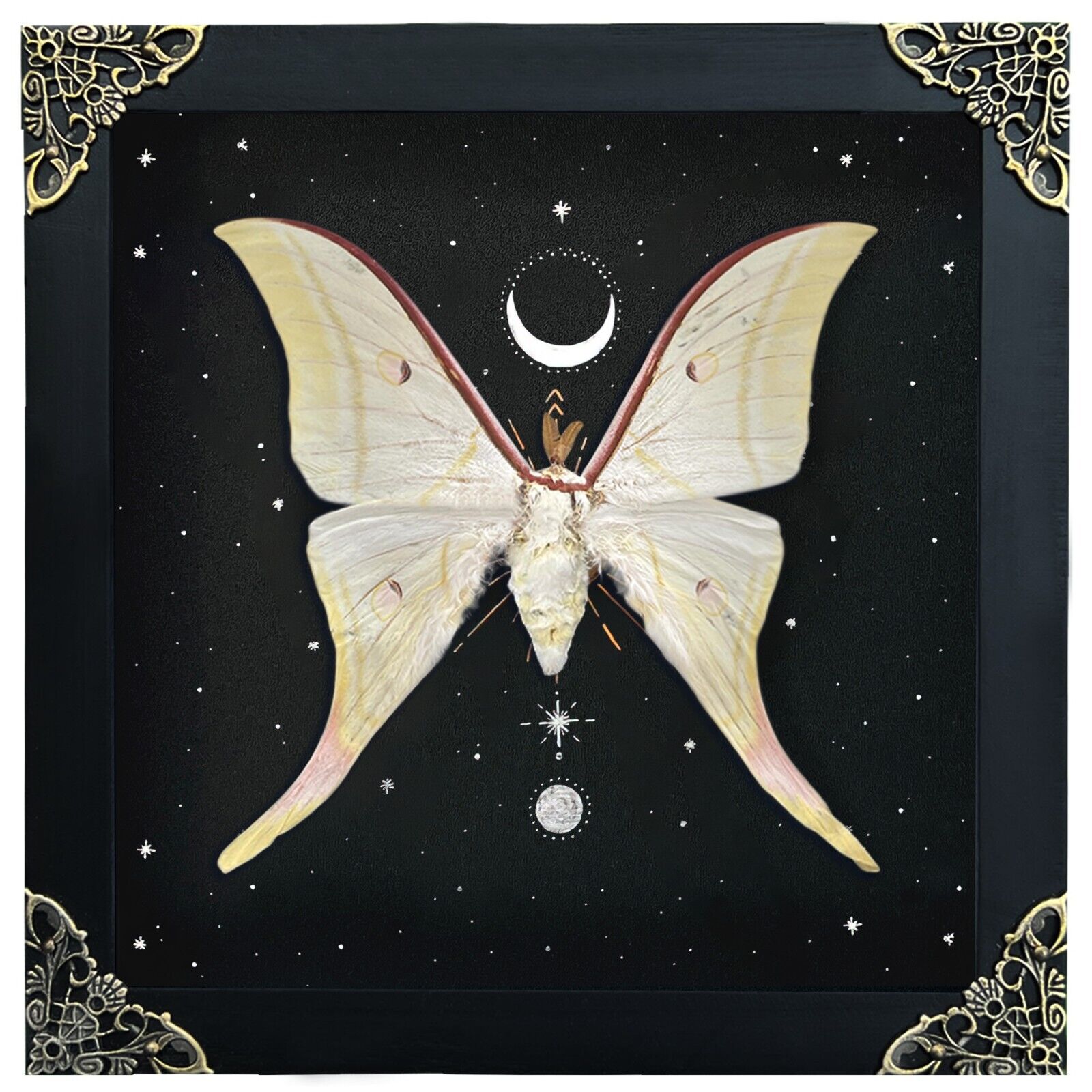 Handmade Framed Luna Moth Astronomy Decor Taxadermy Insect Gift For Her
