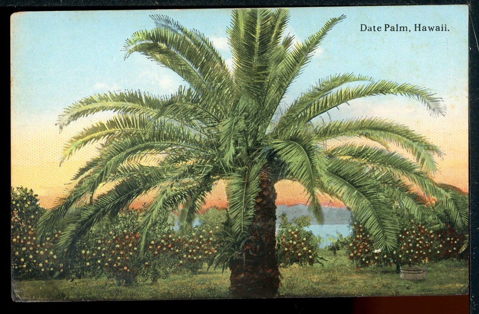 Early Date Palm Tree Hawaii Historic Vintage Postcard South Seas Curio