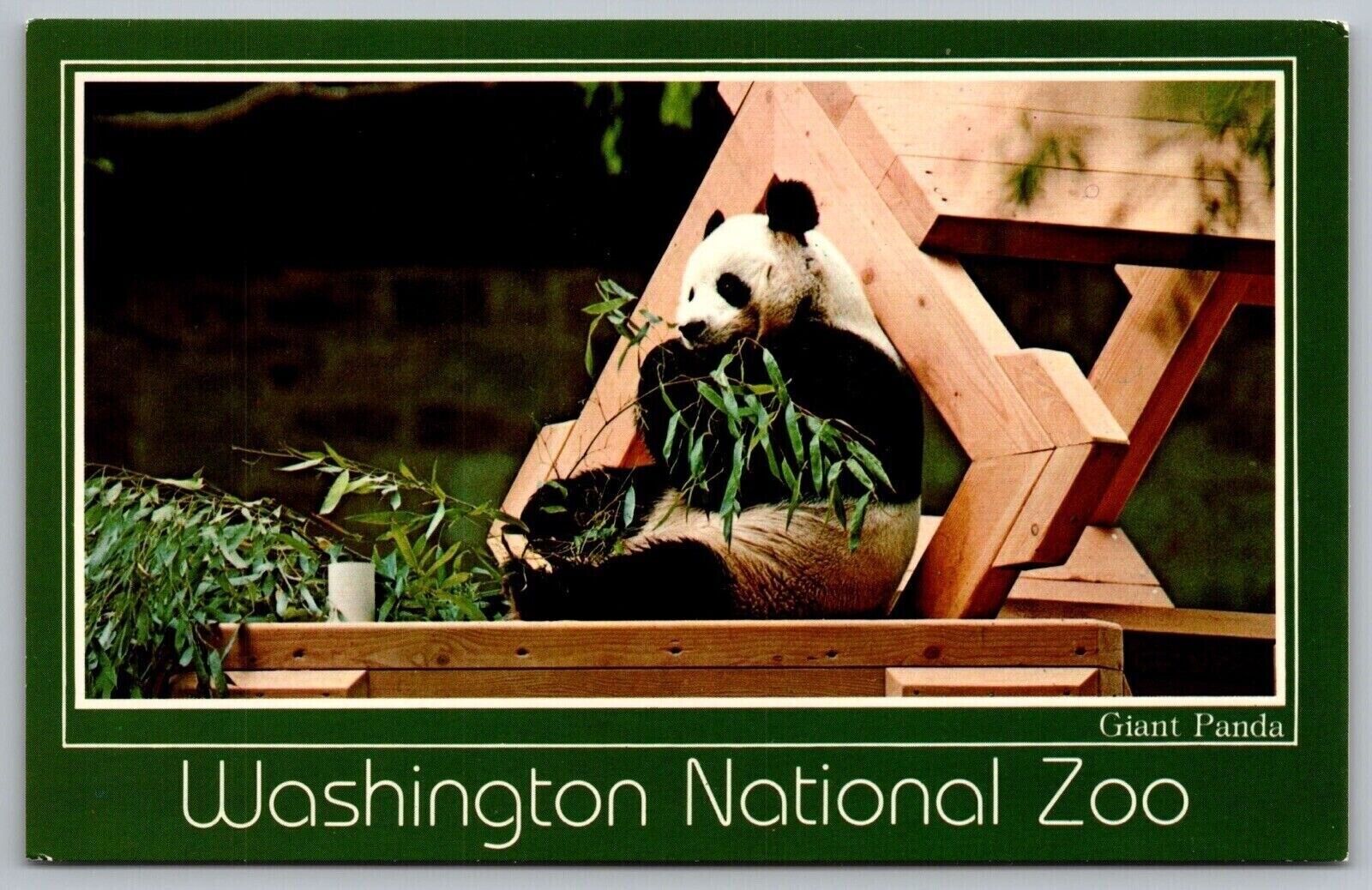 Washington DC National Zoological Park Giant Panda Exhibit Chrome Postcard