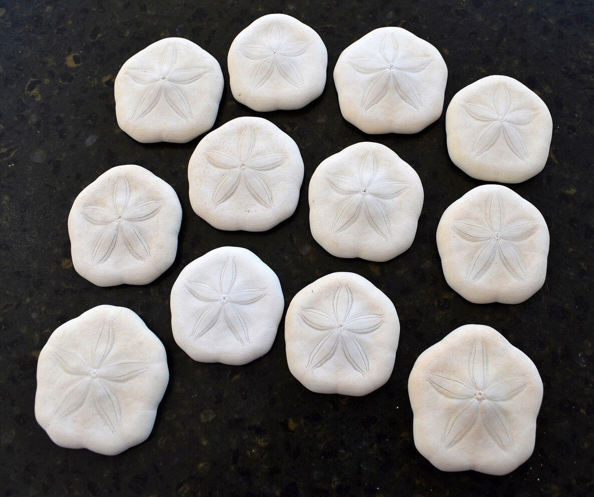 12 White Baby Sea Biscuits (Sea Cookies) 1-1 1/2\