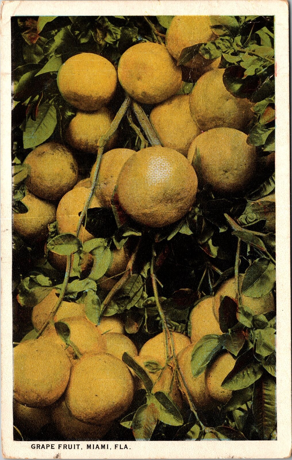 Miami FL-Florida, Grapefruit Growing, c1924 Vintage Souvenir Postcard