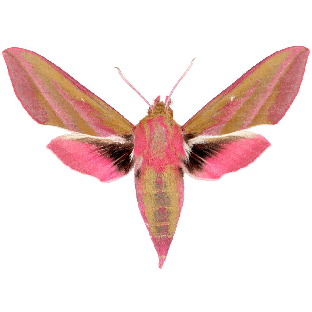 Deilephila elpenor pink moth China WINGS CLOSED/UNMOUNTED