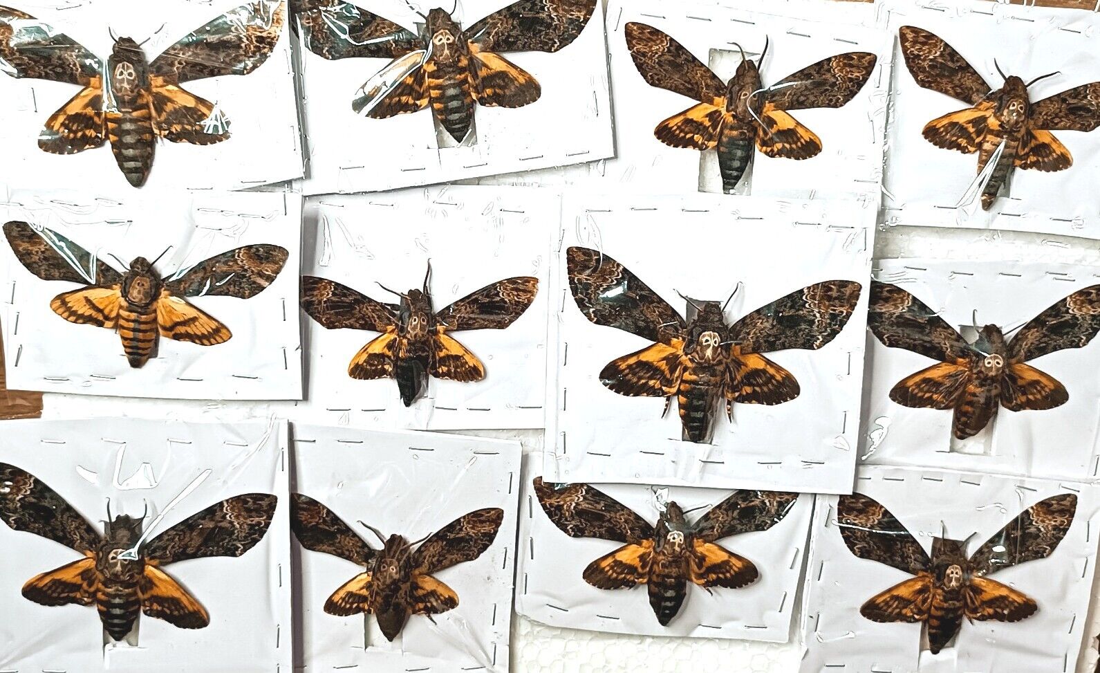 M.A.02- 12 Real Acherontia atropos Death Head Moth, A, Spread Wings