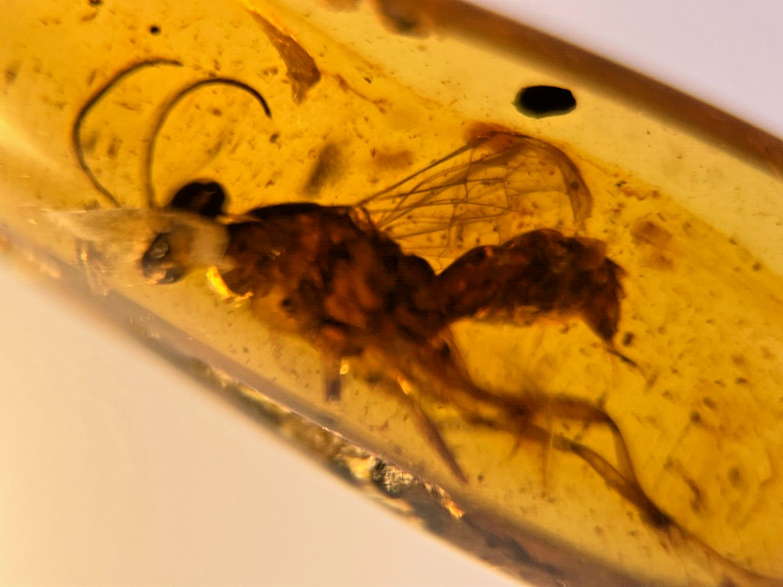A101 BU411 Large Wasp w/stinger ** in Burmese Amber Burmite 99mya