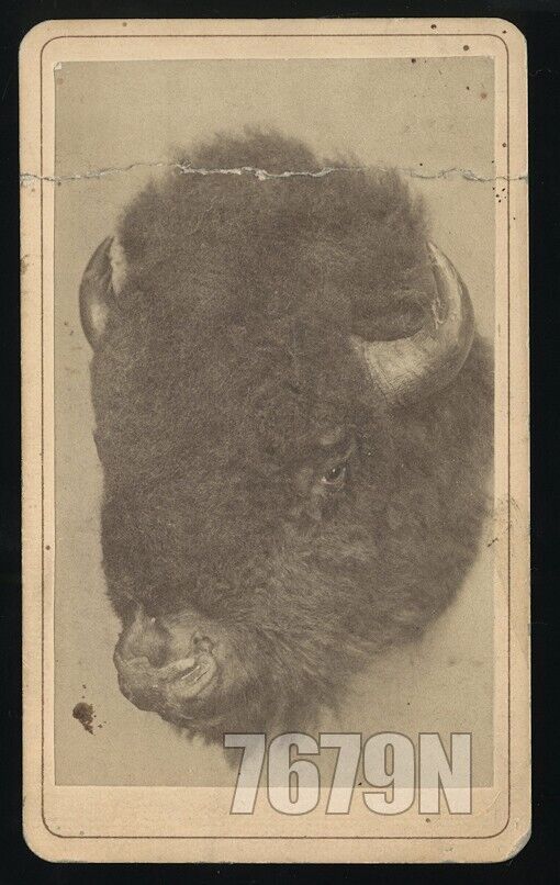 RARE CDV Taxidermy Head of Buffalo Shot by Grand Duke Alexis in 1872