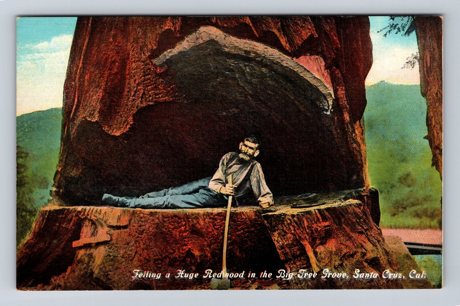 Santa Cruz CA-California, Big Tree Grove, Huge Redwood Vintage Souvenir Postcard
