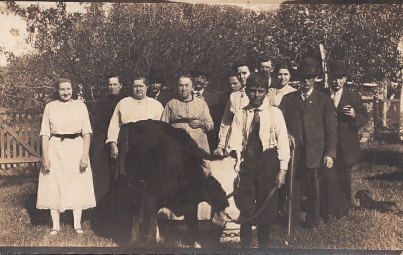 RPPC Large Group + Boy Holding Cow on Rope c. 1900s 