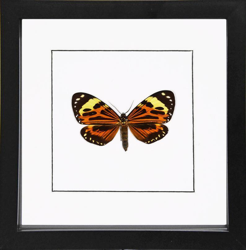 Boisduval's tiger Chetone histrio Framed Day flying moth
