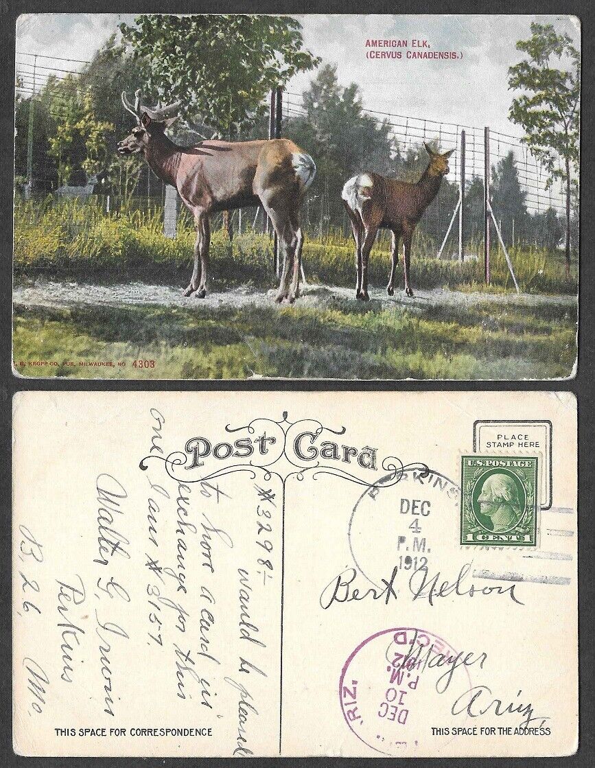 1912 Animal Postcard - American Elk 