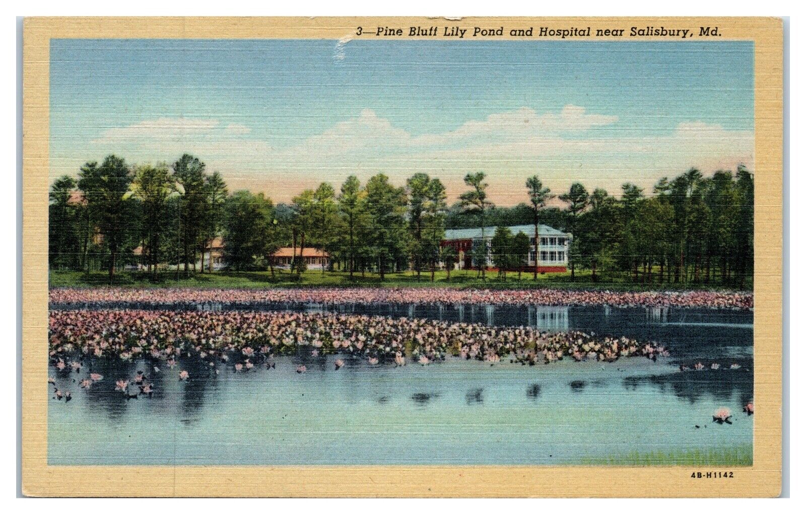 Postcard - Pine Bluff Lily Pond and Hospital near Salisbury Maryland MD