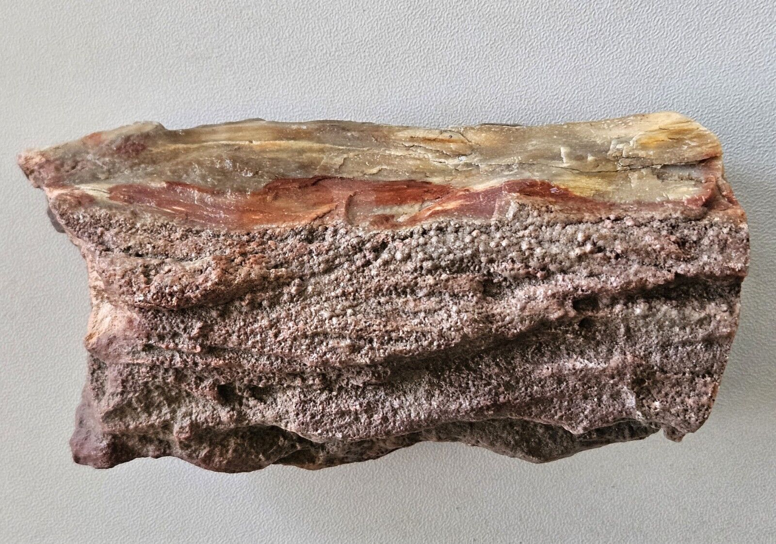 Petrified Wood Rough Polished End 333 Grams Locality Unknown 