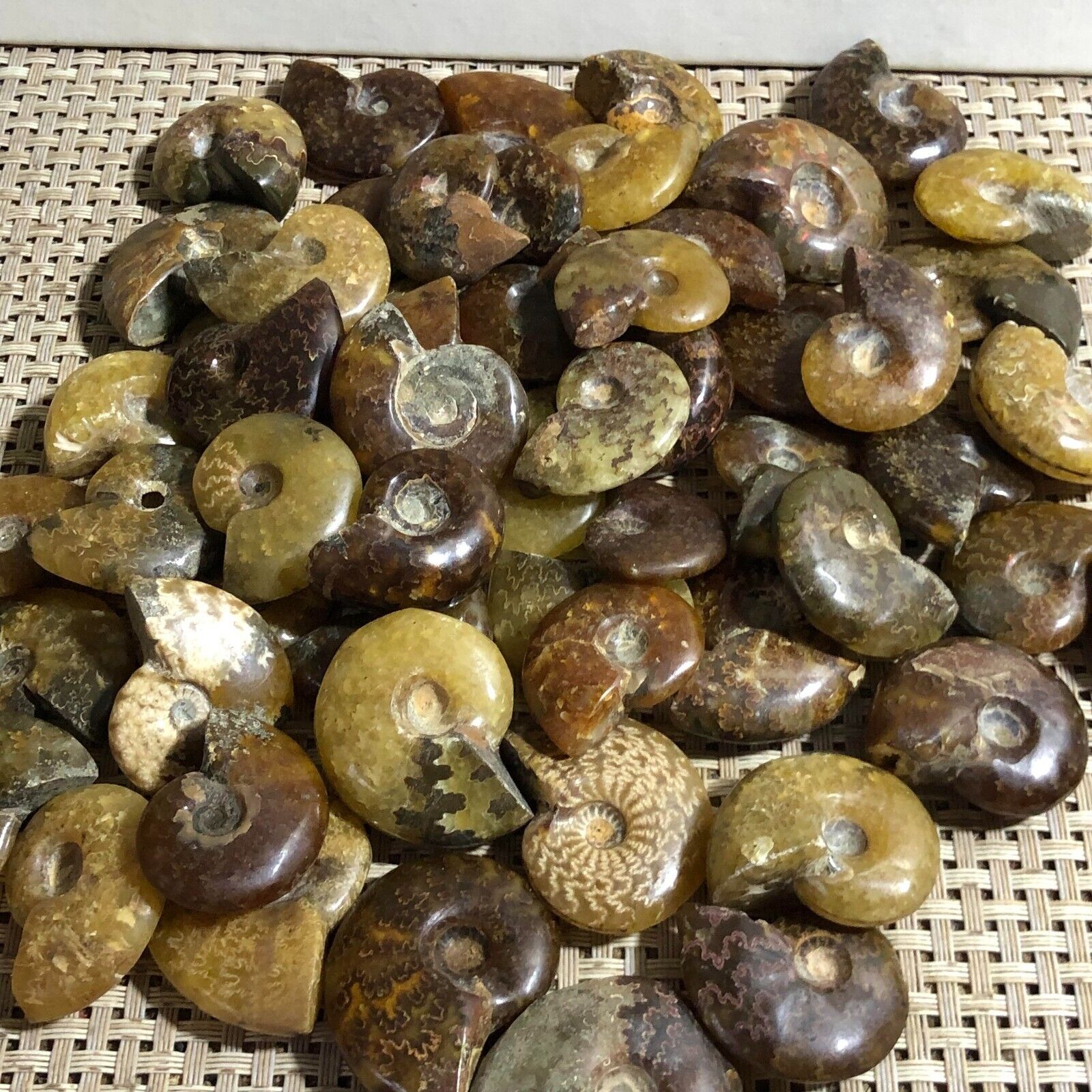 1000g  Natural Ammonite Conch Crystal Specimen Healing 90pcs-120pcs