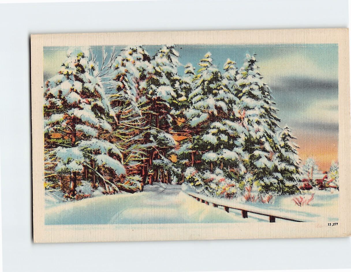 Postcard Forest Covered with Snow Winter Scene