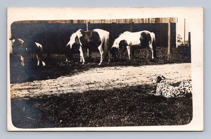 White-Maned Ponies & Dalmatian Dog RPPC Antique Horse Photo Postcard 1910s
