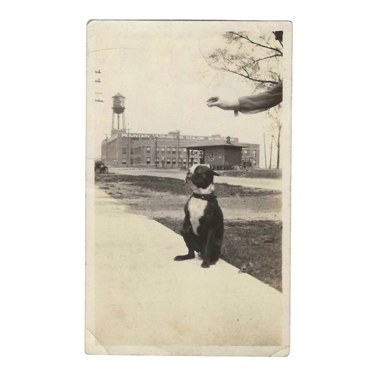 Vintage Snapshot Photo 1920s Boston Terrier Dog Womens Arm From Out Of Frame