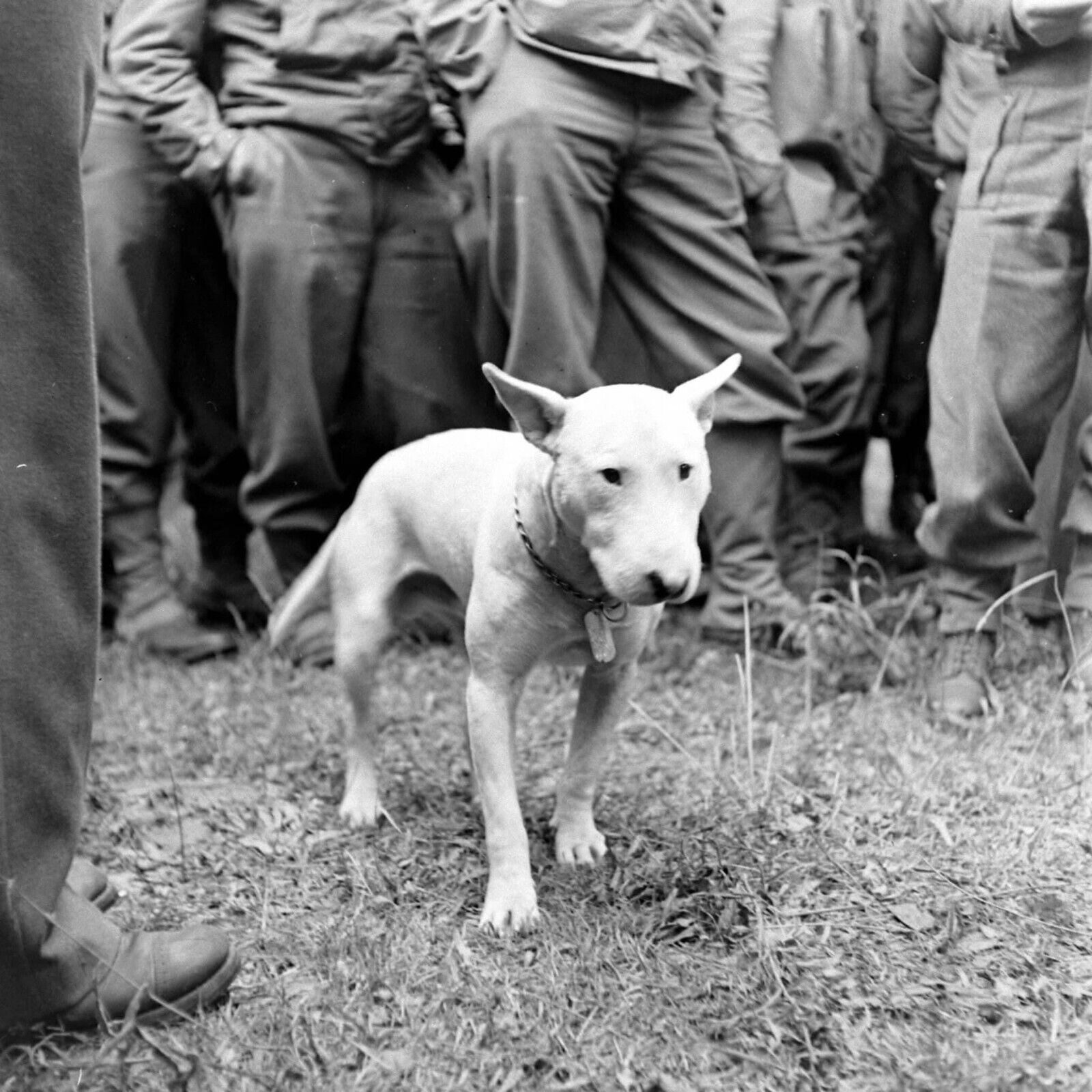 WW2 WWII Photo World War Two / US Army General George S. Patton dog in France