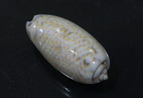 seashell Oliva tricolor 45.9 mm GEM nice olive collection 