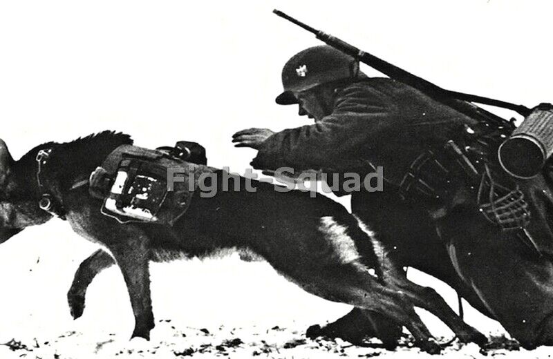 WW2 Picture Photo German soldier with Anti-tank dog  3899
