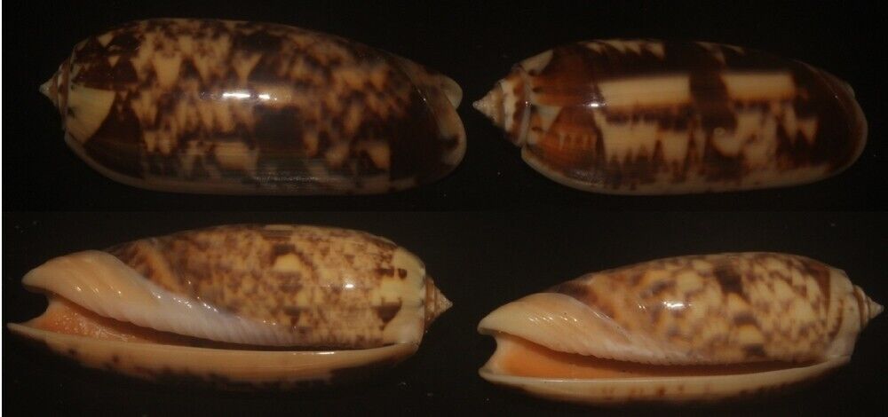 Tonyshells Seashells  Oliva miniacea PACIFIC COMMON OLIVE SET OF 2 61.2 & 65mm