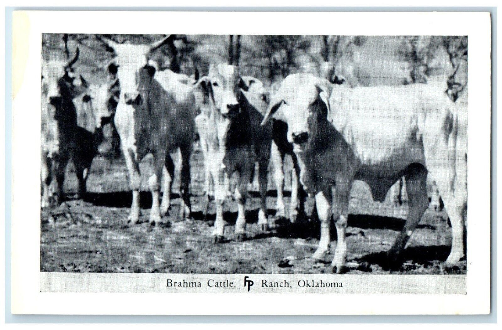 c1950\'s  Brahma Cattle Frank Philips Ranch Woolaroc Oklahoma OK Vintage Postcard
