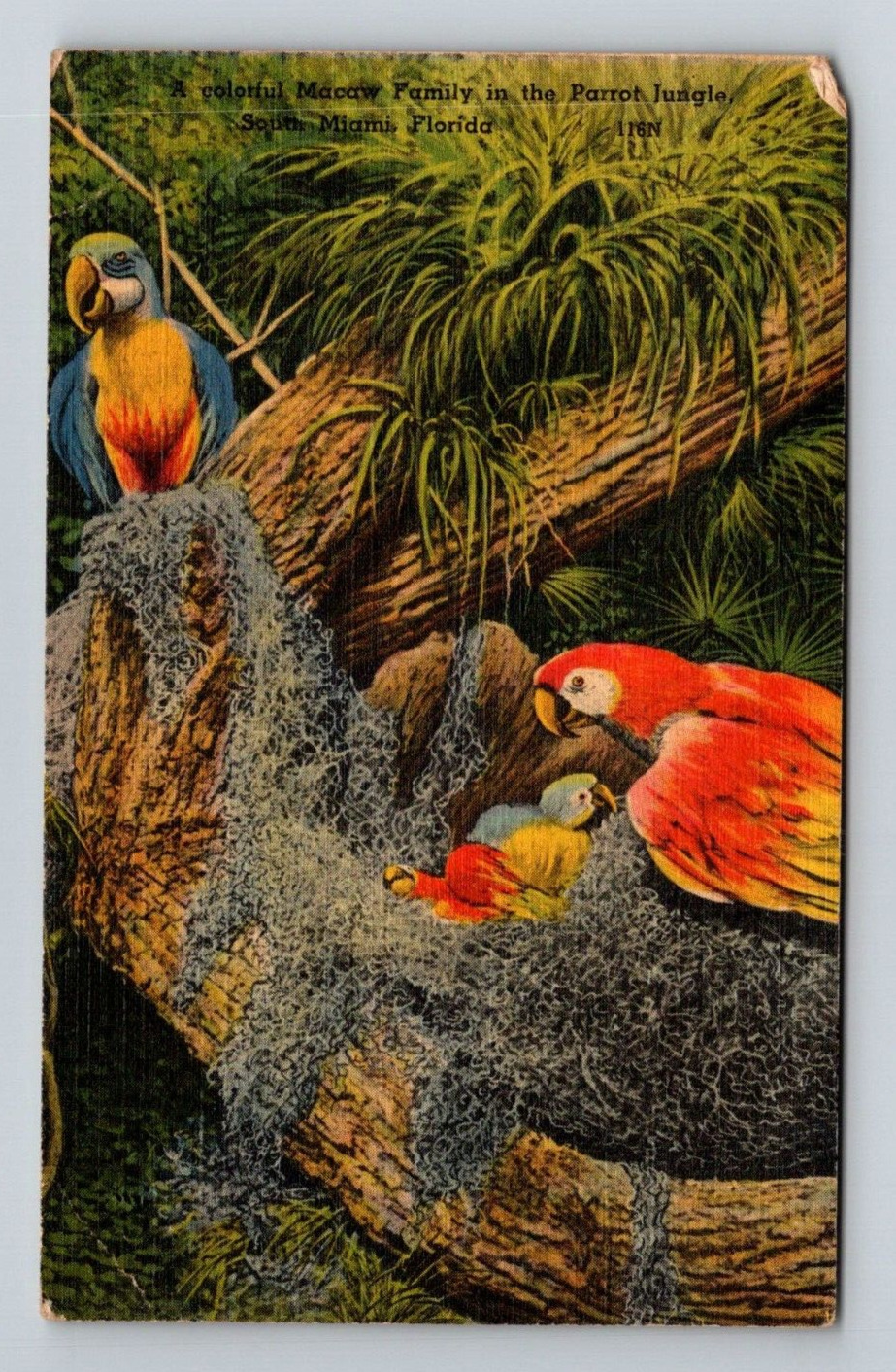 posted linen postcard 5.5x3.5 inches Miami Florida Parrot Jungle