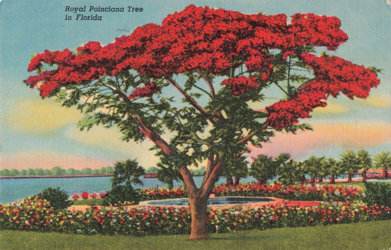 Royal Poinciana Tree Florida FL c.1930\'s Postcard 2T5-573