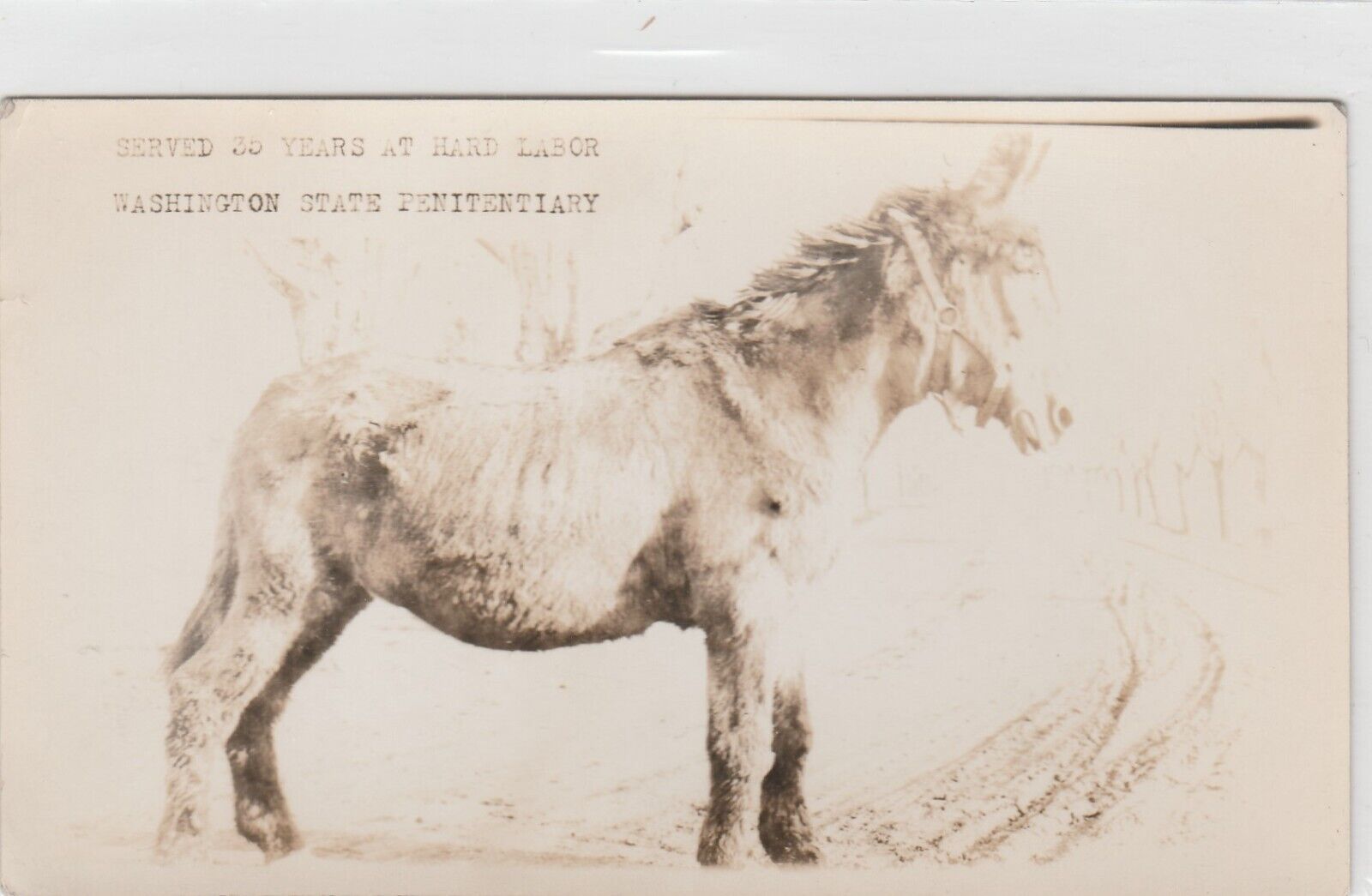 Horse postcard c1910 Served 35 years at Washington Penitentiary non PC back