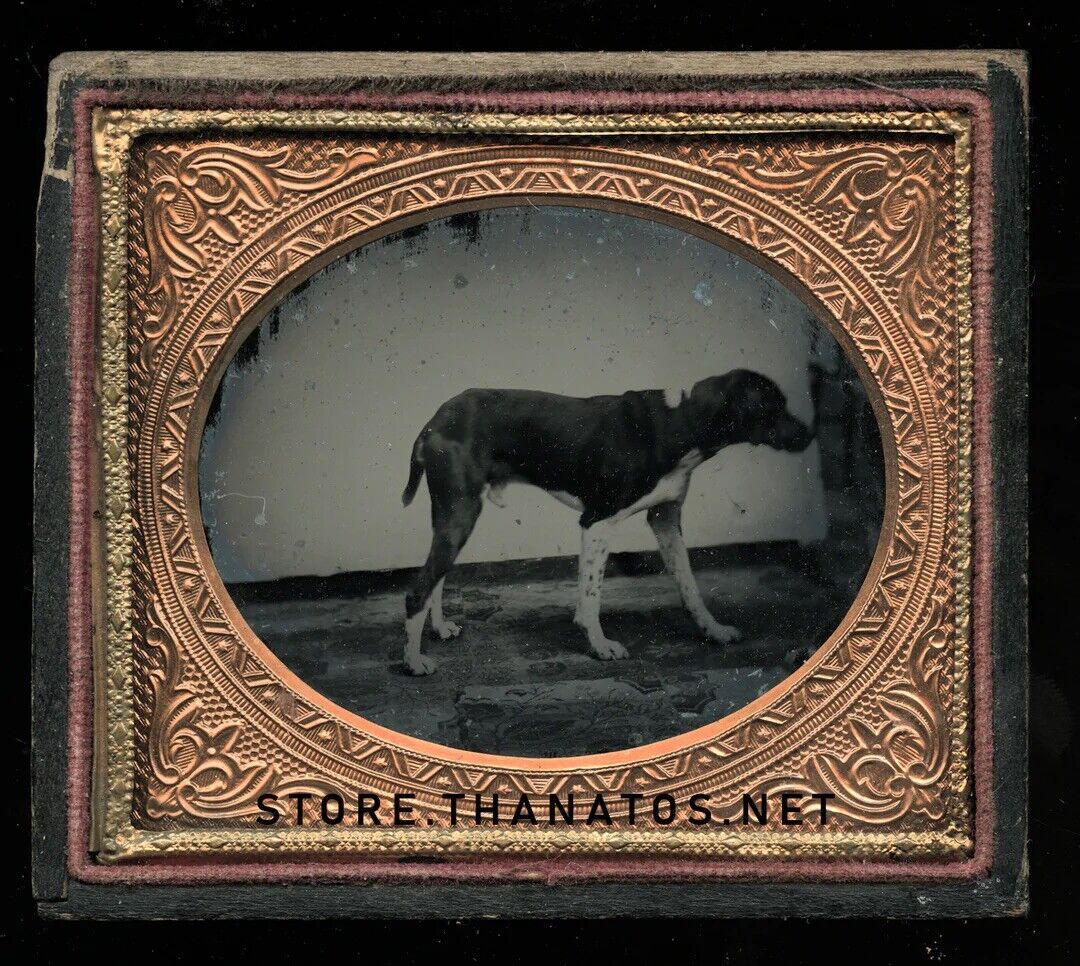 1/6 Plate Ambrotype Photo of a Standing Dog - Great Antique Image, Late 1850s