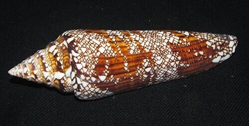 116 mm HUGE RARE Conus Bengalensis Cone Seashell Phuket Thailand Deep Water #AA5