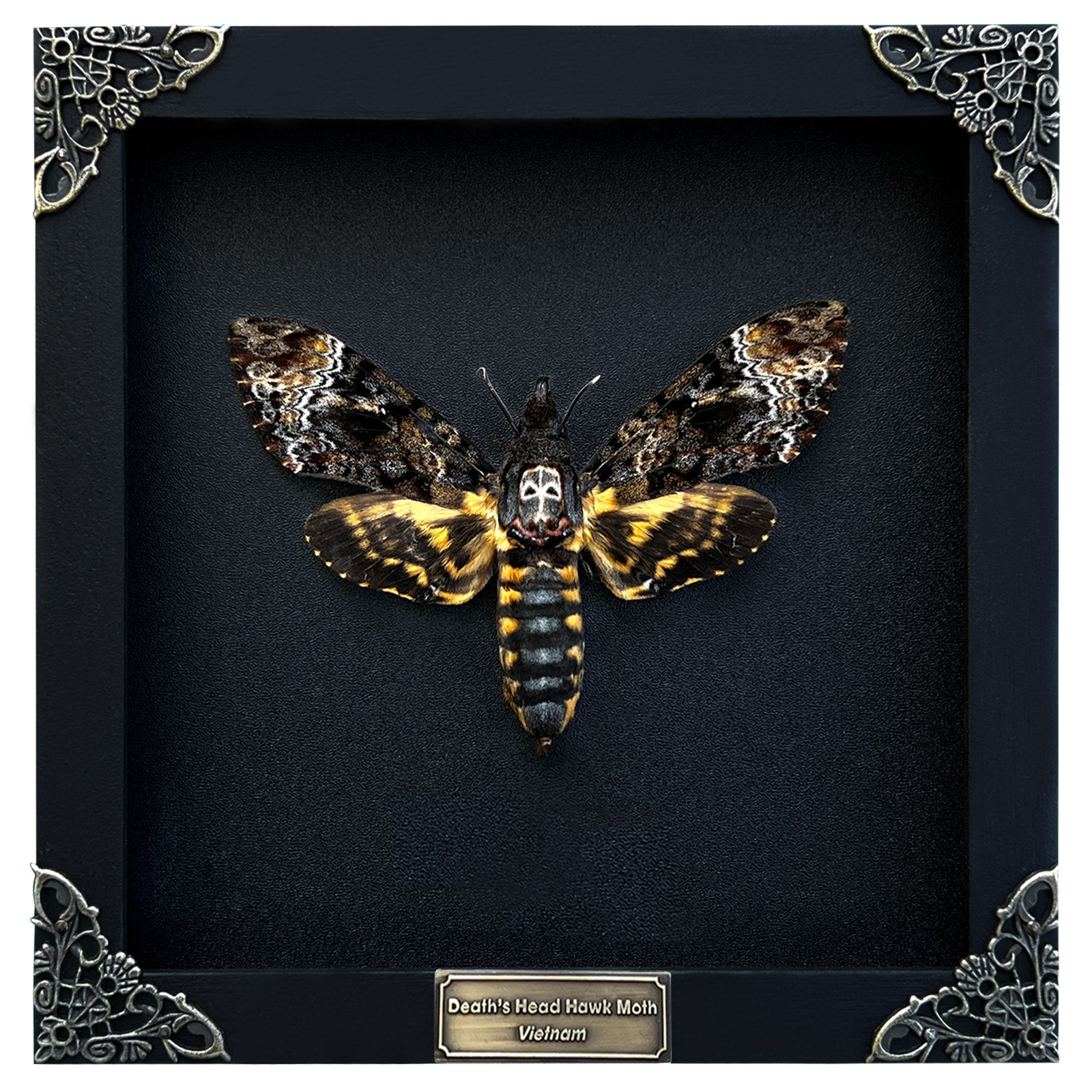 Real Framed Death Head Moth Skull Acherontia Butterfly Insect Taxidermy Oddities