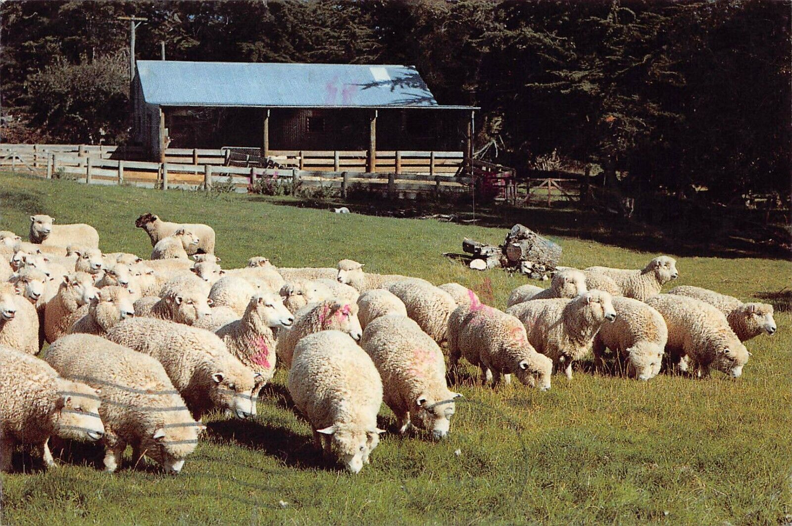 Vtg Postcard 6x4 Rotorua NZ New Zealand Sheep Farm Farming Homestead K9